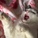 Рисунок профиля (Анастасия Фролова)
