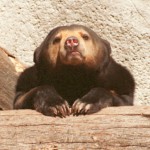 Рисунок профиля (Светлана Тесленко)