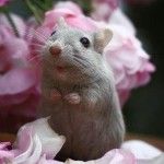 Рисунок профиля (кальдина ксения витальевна)