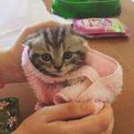 Рисунок профиля (Калиничева Анастасия)