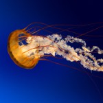 Рисунок профиля (Мария Леснова)