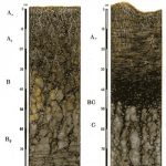 Логотип группы (Почвоведение ОЗО 2 курс ЕН-ЛСБ-21)