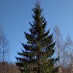 Логотип группы (Ботаника.ОЗО.2 курс.)