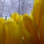 Логотип группы (Социальная экология)